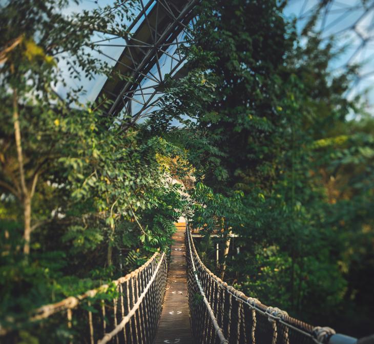 Wobbly bridge in Eden Project Rainforest Biome