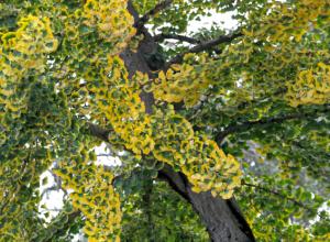 Ginkgo tree