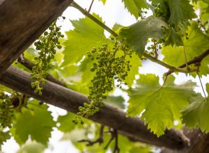 Grapes growing on a vine