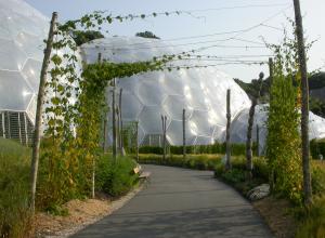 Hops growing up poles at the Eden Project