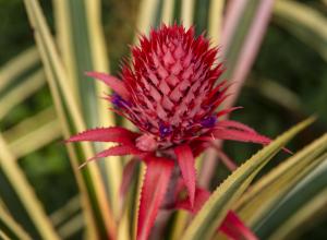 Pineapple flower