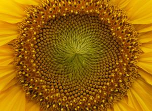 Fibonacci pattern in the centre of a sunflower
