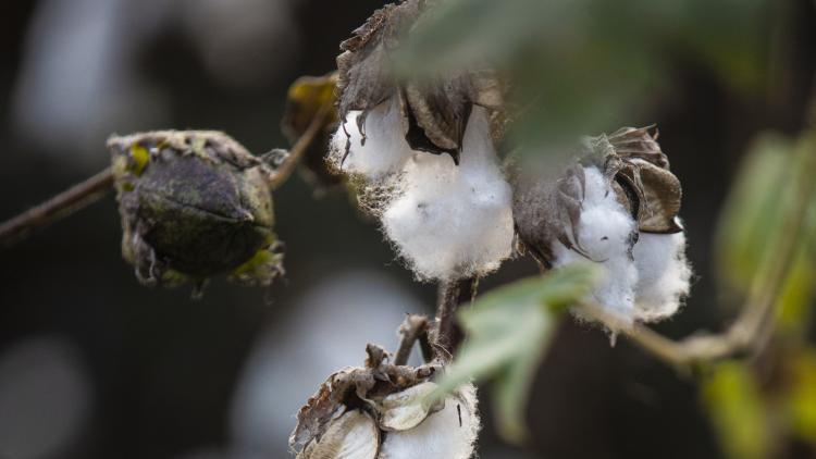 Cotton growing at the Eden Project