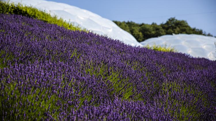 Lavender growing at Eden Project