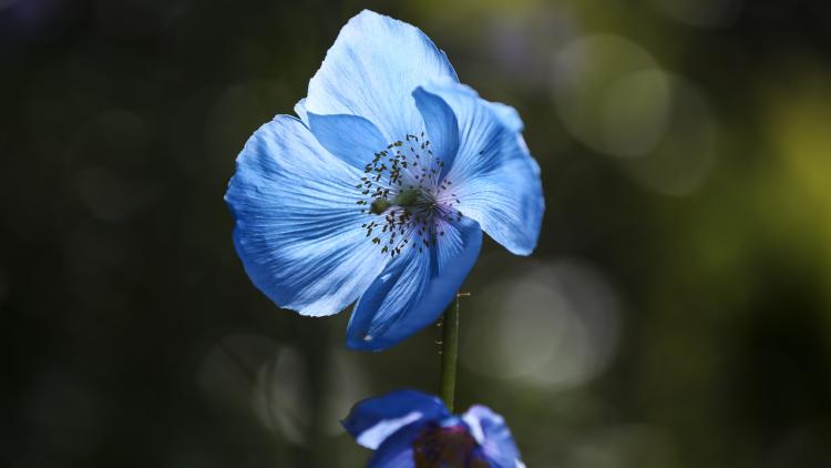 Himalayan blue poppy