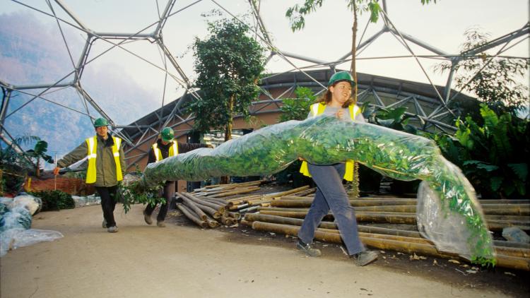 Gardeners bringing trees into the Eden Project