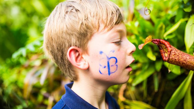 A close up of a young boy with butterfly face paint looking closely at a plant 