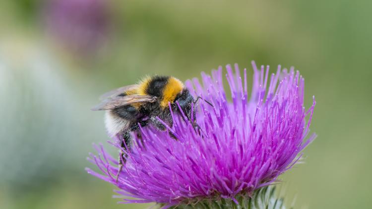 A garden bumblebee sat on a purple flower