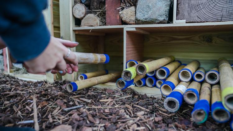 Hands placing bamboo stick in a bug hotel making game