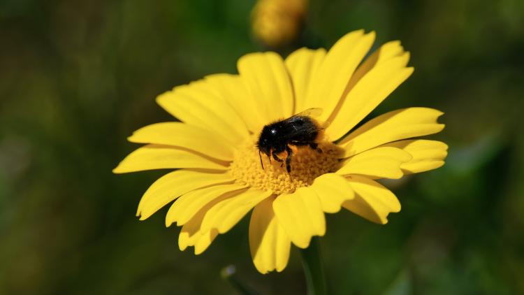 bee-on-wildflower