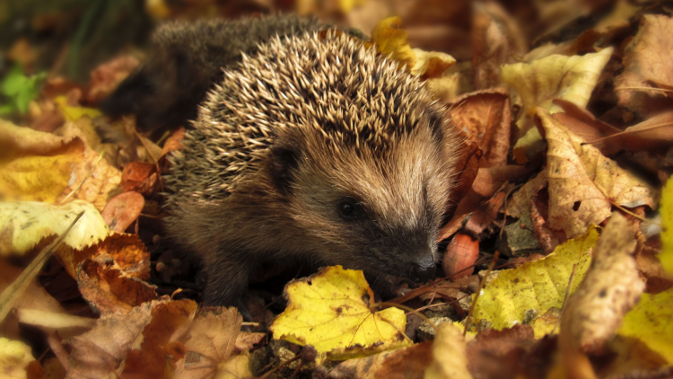 Hedgehog amongst autumn leaves