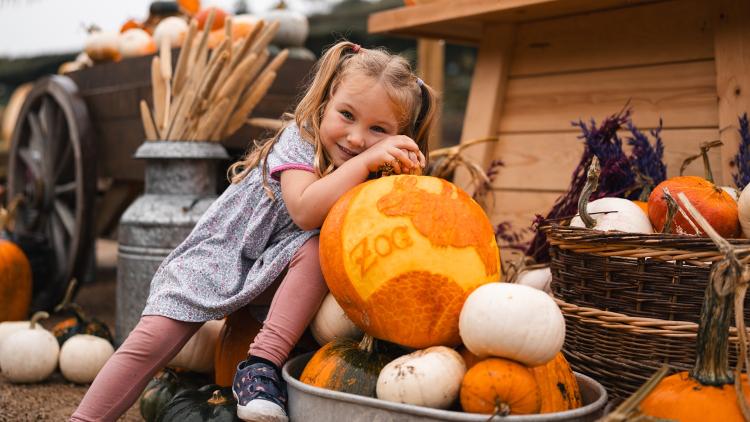 Zog appears in an Eden Project pumpkin