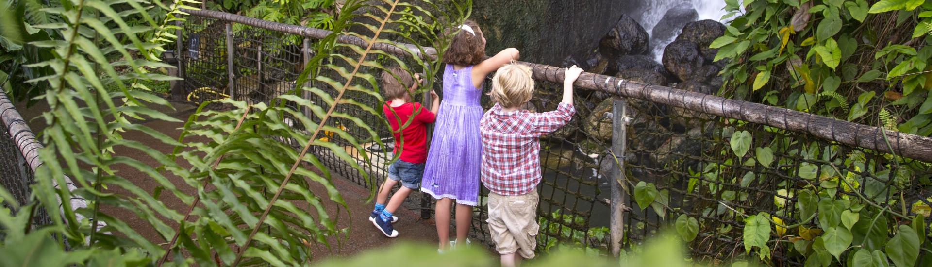 Children looking at a waterfall in Eden's Rainforest Biome
