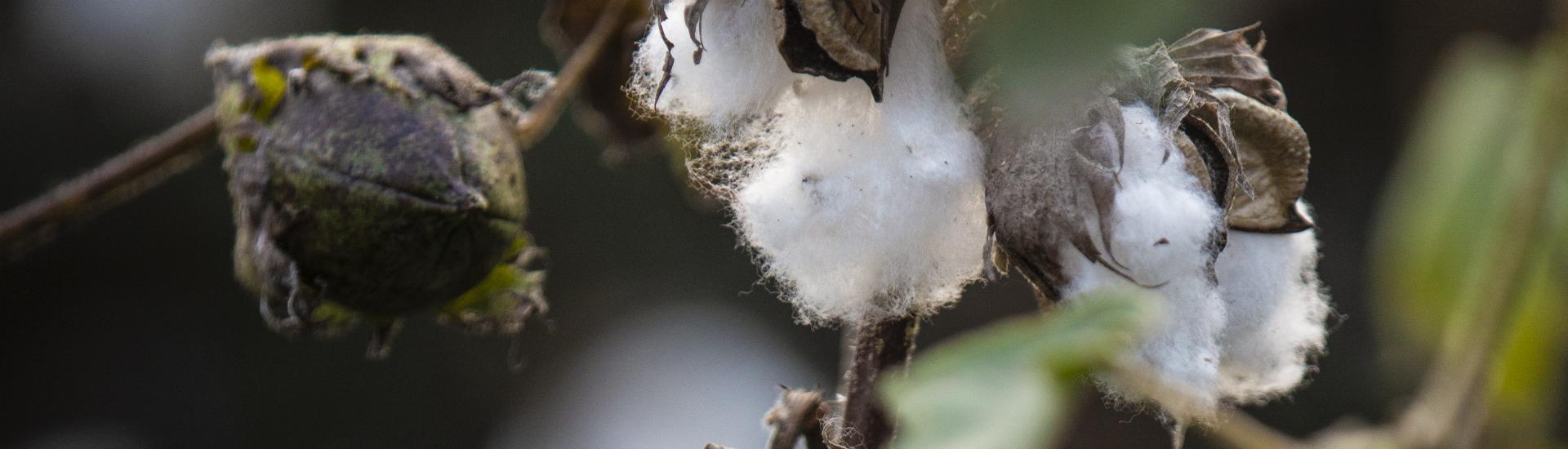 Cotton growing at the Eden Project