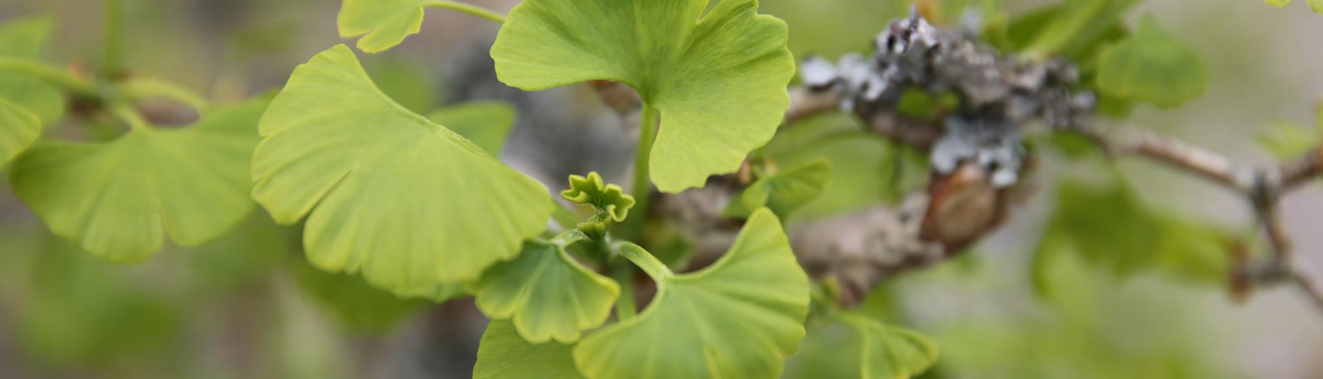 Ginkgo leaves on a branch