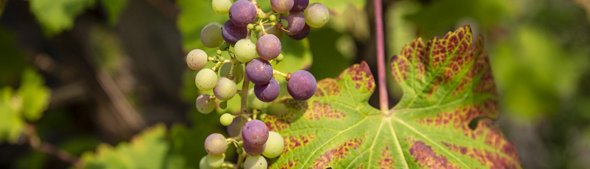 grapes growing on a vine