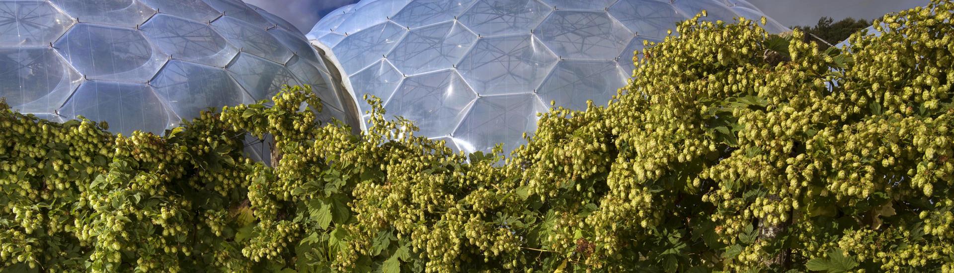 Hops growing in front of the Eden Project Biomes