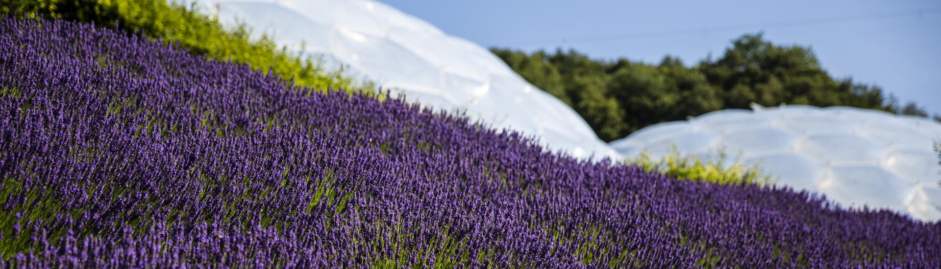 Swathes of lavender in front of the Eden Project's Biomes
