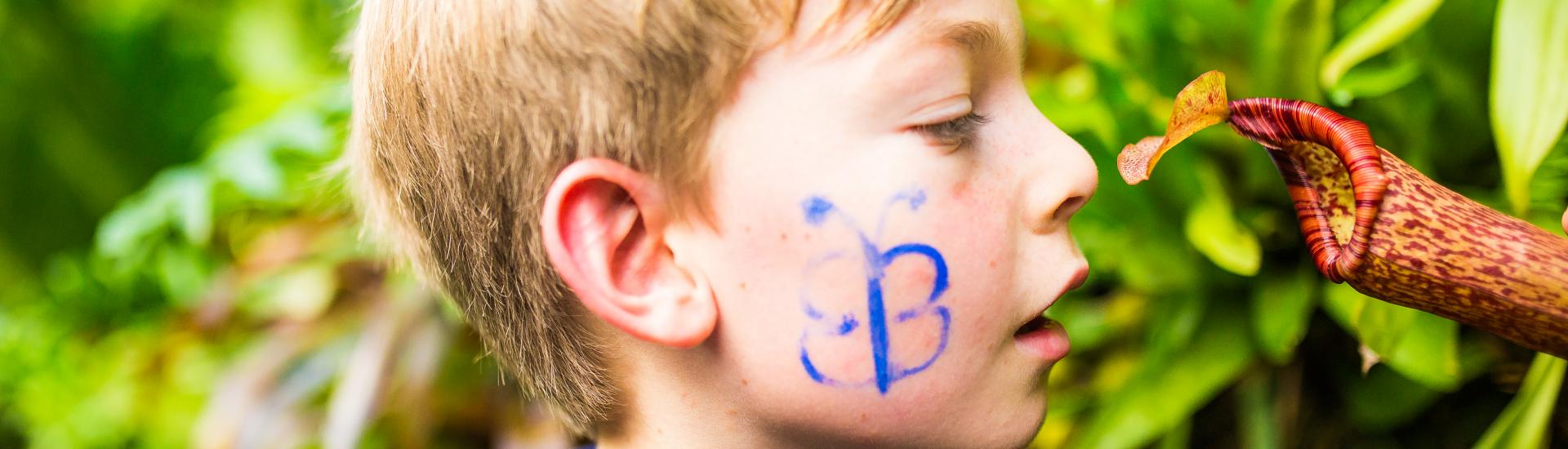 A close up of a young boy with butterfly face paint looking closely at a plant 