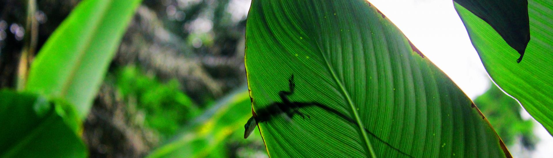 A close up view, looking up at some green leaves and you can see a small lizard on top of one of the leaves