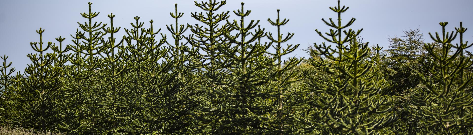 Monkey puzzle trees