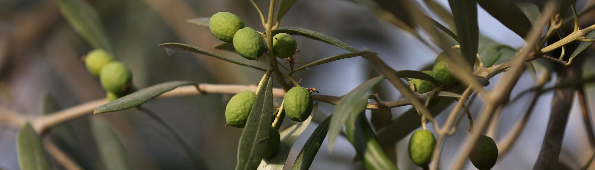 A close up of olives on an olive tree