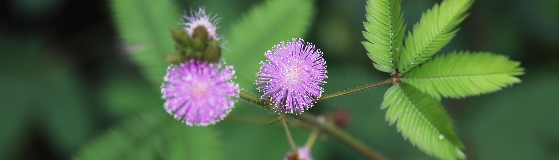 Sensitive plant leaves and flowers