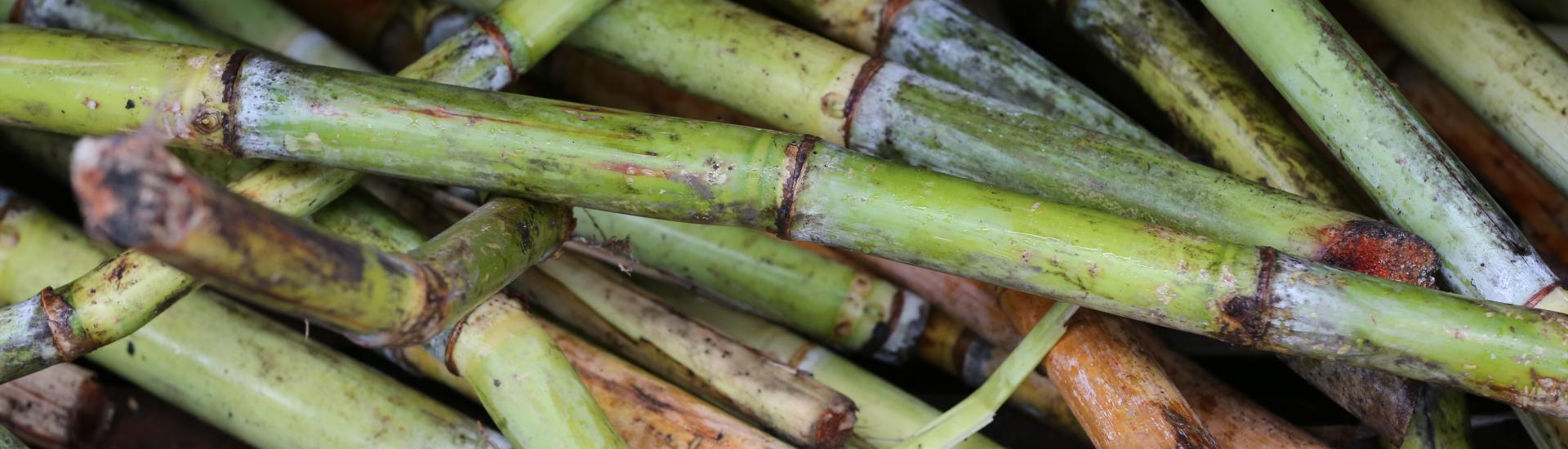 Sugar cane