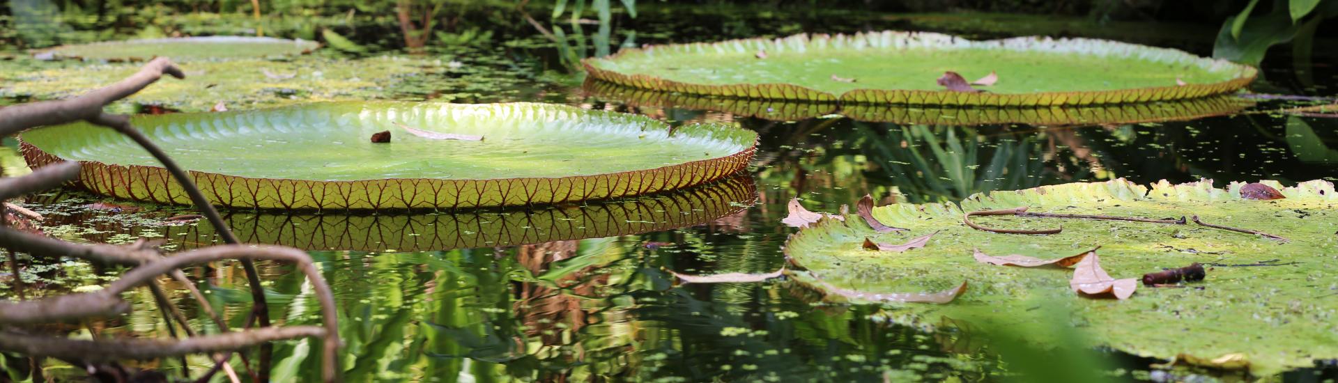 Santa Cruz water lilies