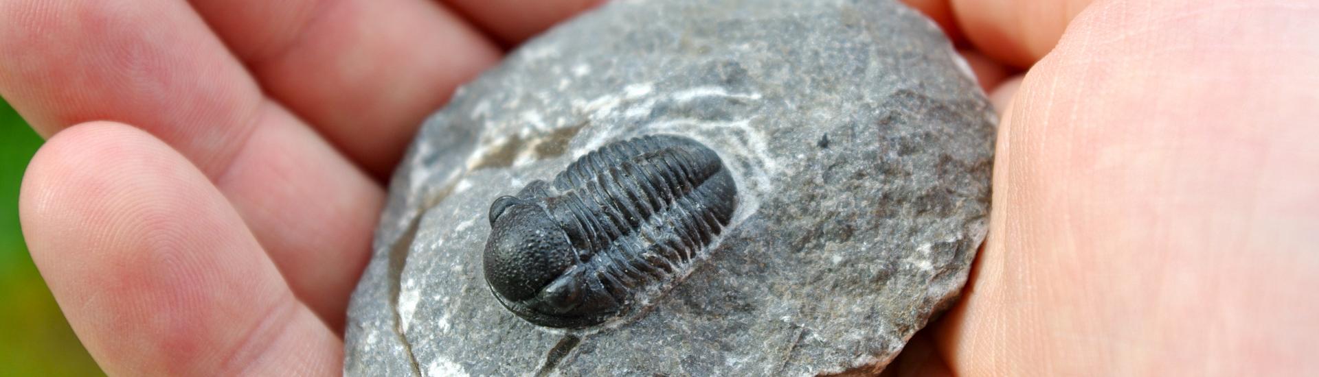 A close up picture of a fossil being held in a hand 