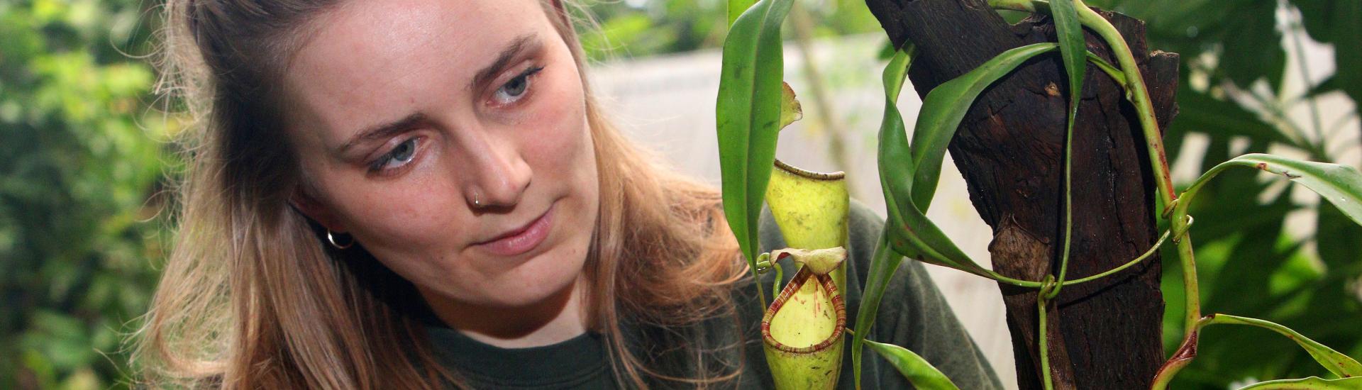 An Eden Team member looking closely at pitcher plant cups