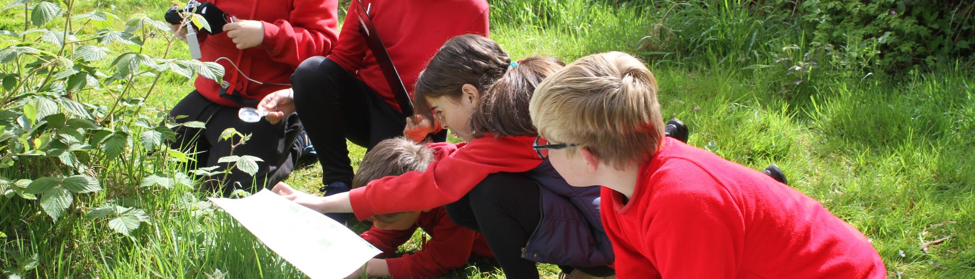 Another group of children crouched down in grass examining plants