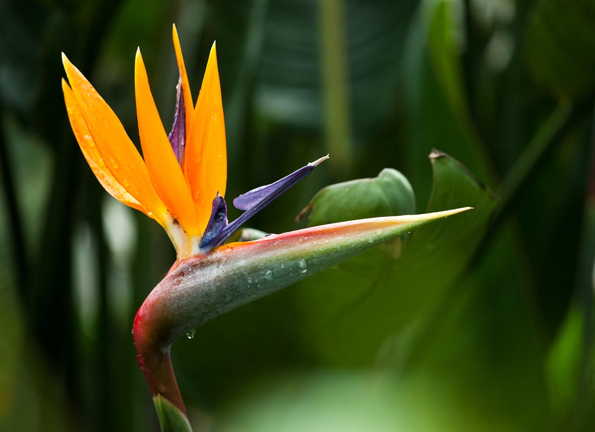 How To Plant Bird Of Paradise