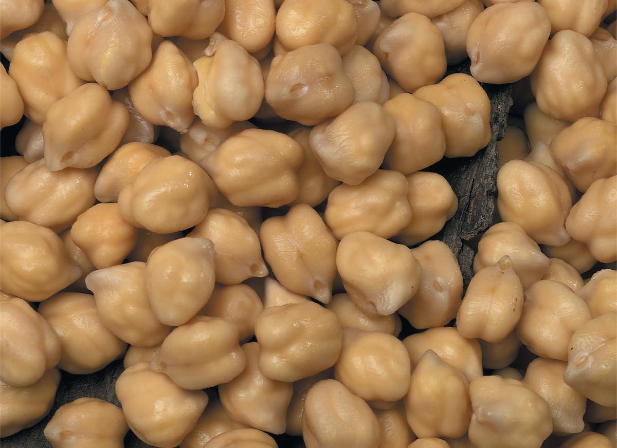 Eden Project chickpea seeds | Eden Project Shop