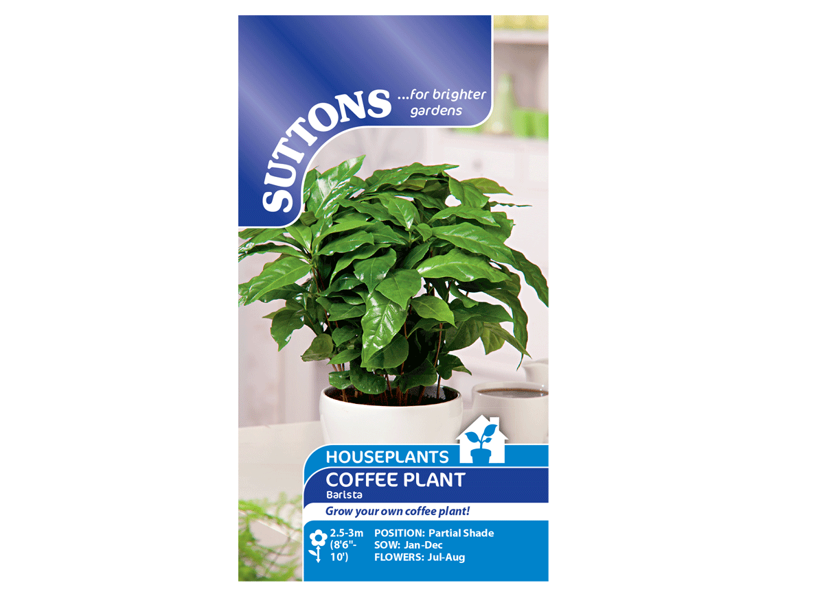 Suttons coffee plant barista seeds Eden Project Shop