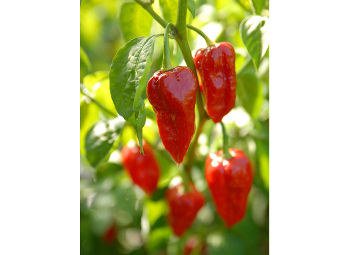 Dorset naga chilli plant