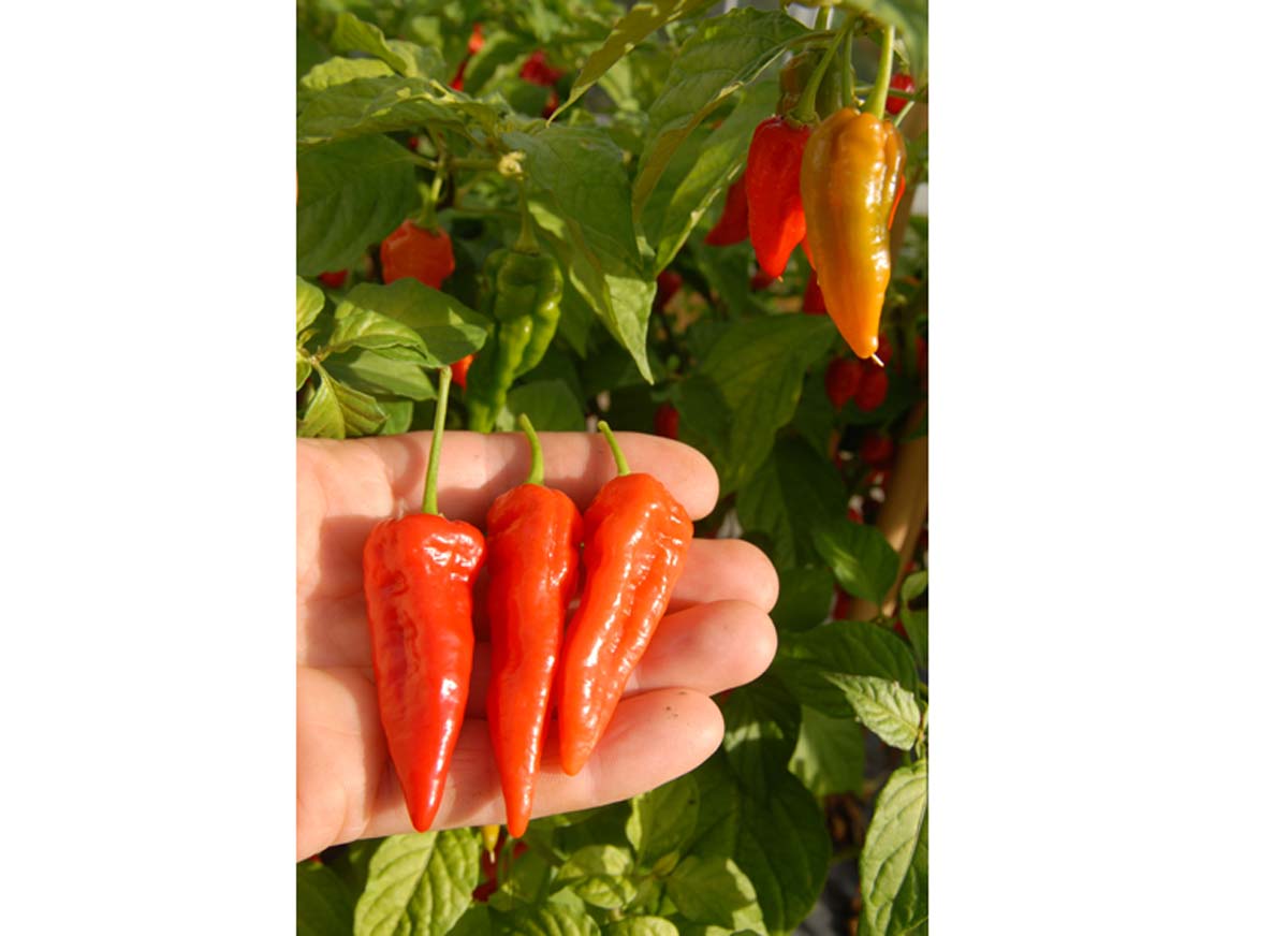 Fire chilli seeds Eden Project Shop