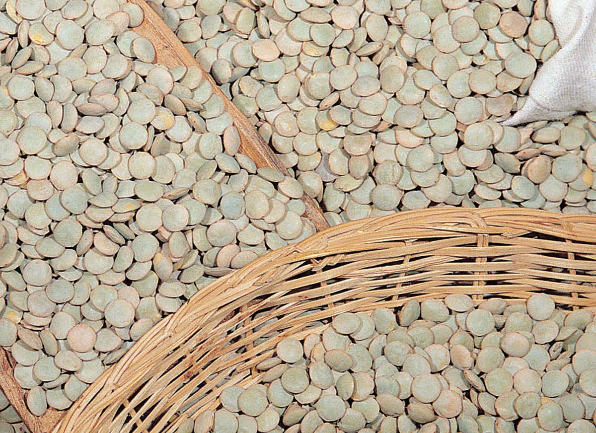 Eden Project lentil seeds Eden Project Shop