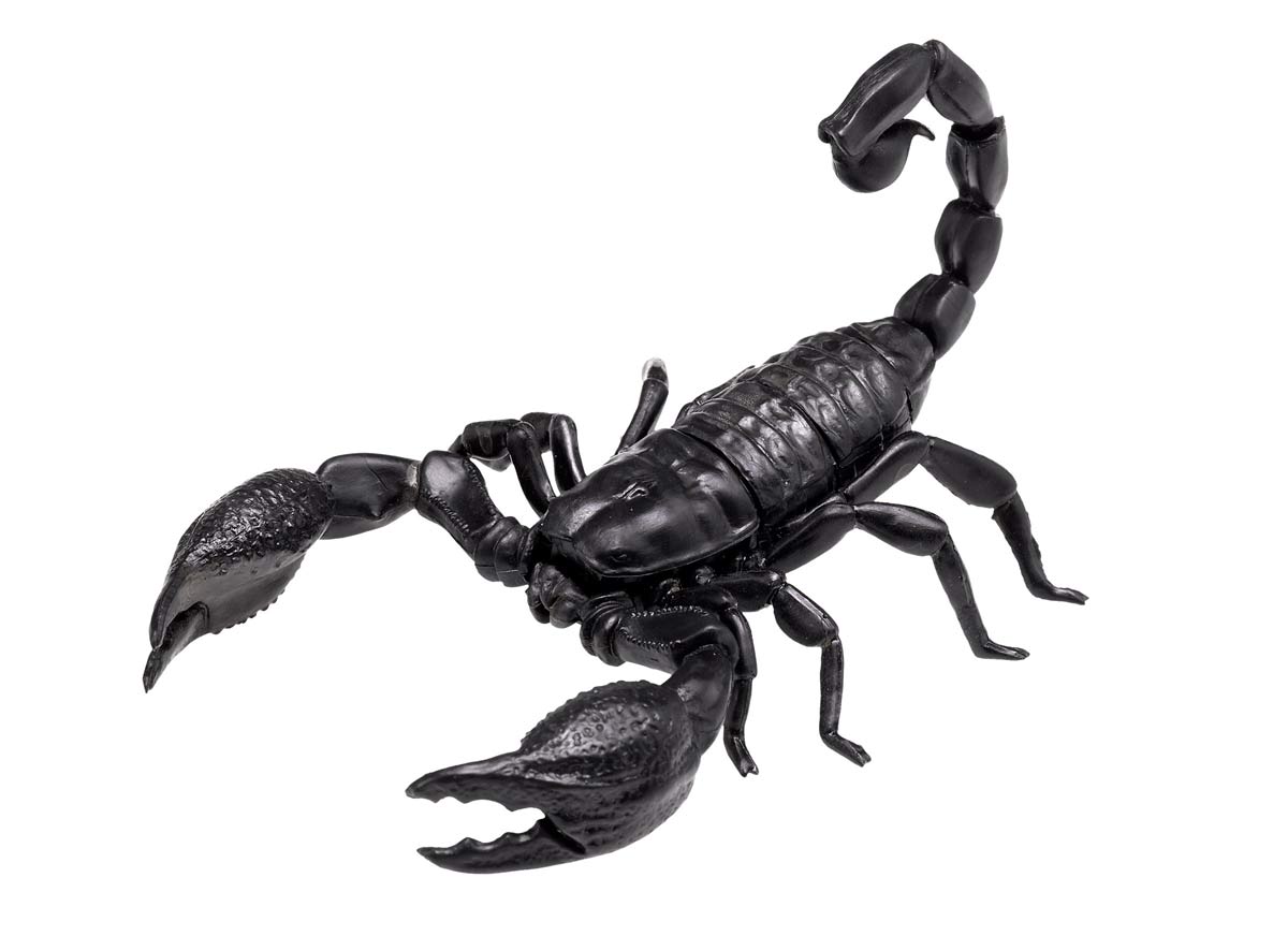 Картинки черного скорпиона