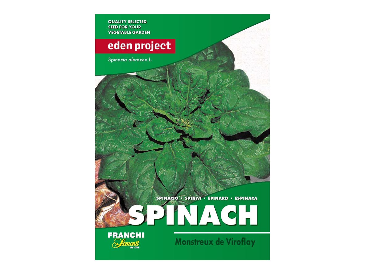 Eden Project spinach monstreux de viroflay seeds