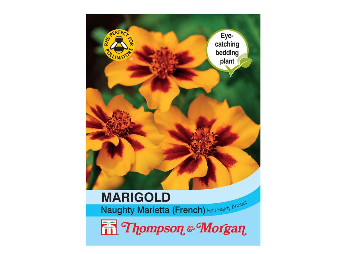 ScoutSeed Thompson & Morgan Childrens Marigold Naughty Marietta Seeds 