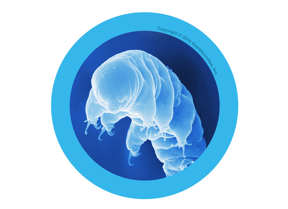 cuddly tardigrade