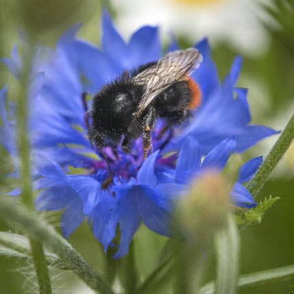 Bumblebee on cornflower