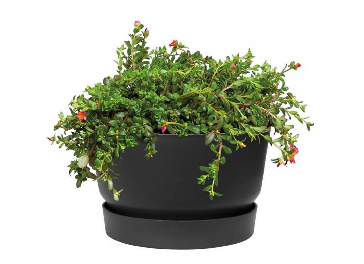 Greenville Bowl in living black from Elho