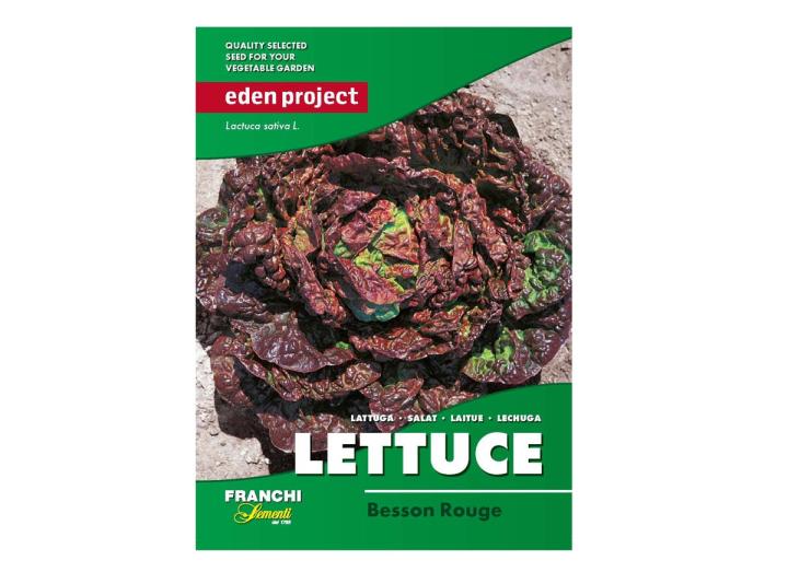 Lettuce ‘Besson Rouge’ – Lactuca sativa