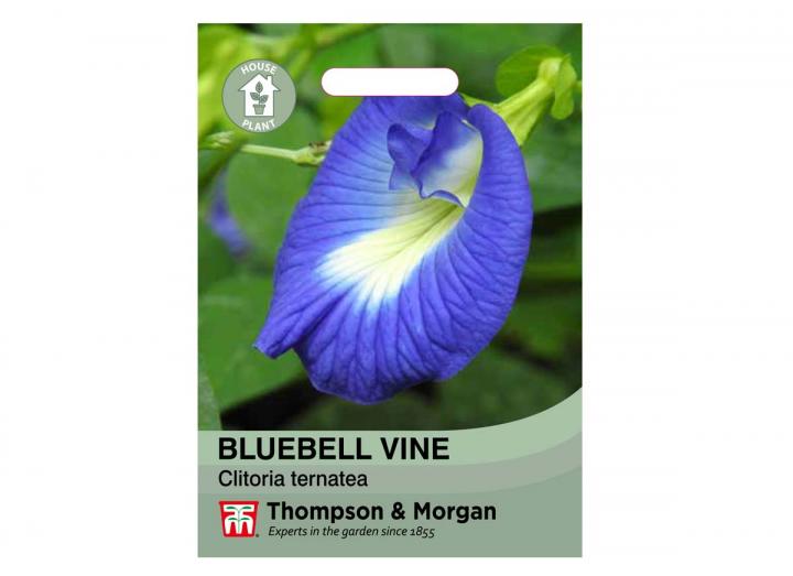 Bluebellvine seeds from Thompson & Morgan