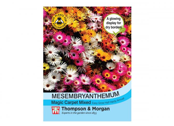 Mesembryanthemum "Magic Carpet Mixed" seeds from Thompson & Morgan