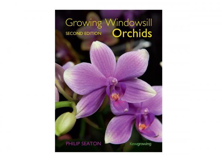 Growing windowsill orchids