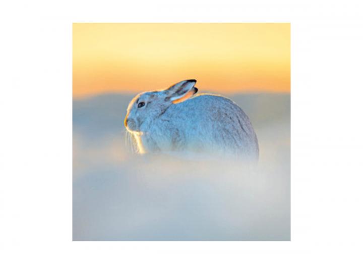 Mountain hare card