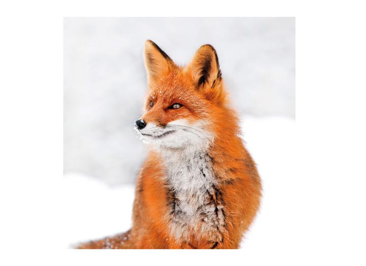 Red fox card